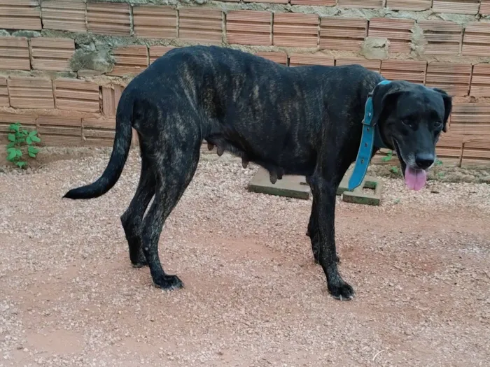 Cachorro raça SRD-ViraLata idade 6 ou mais anos nome Bela