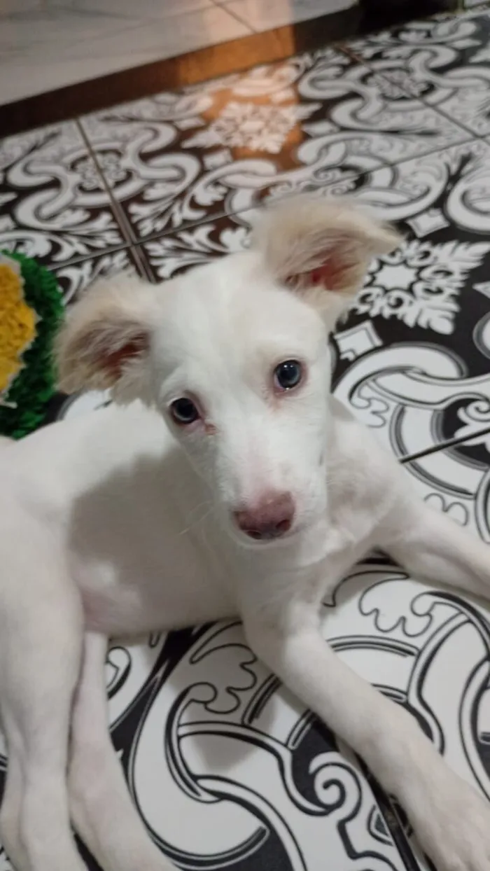 Cachorro raça SRD-ViraLata idade 2 a 6 meses nome Pipocaa