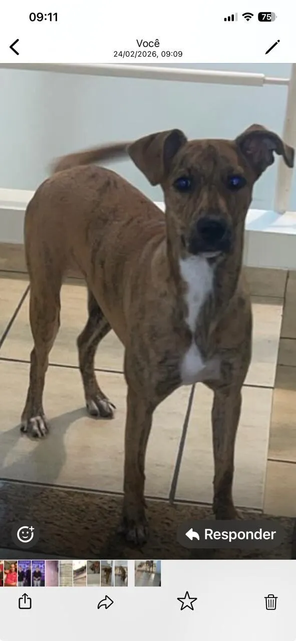 Cachorro raça SRD-ViraLata idade 2 a 6 meses nome Mel