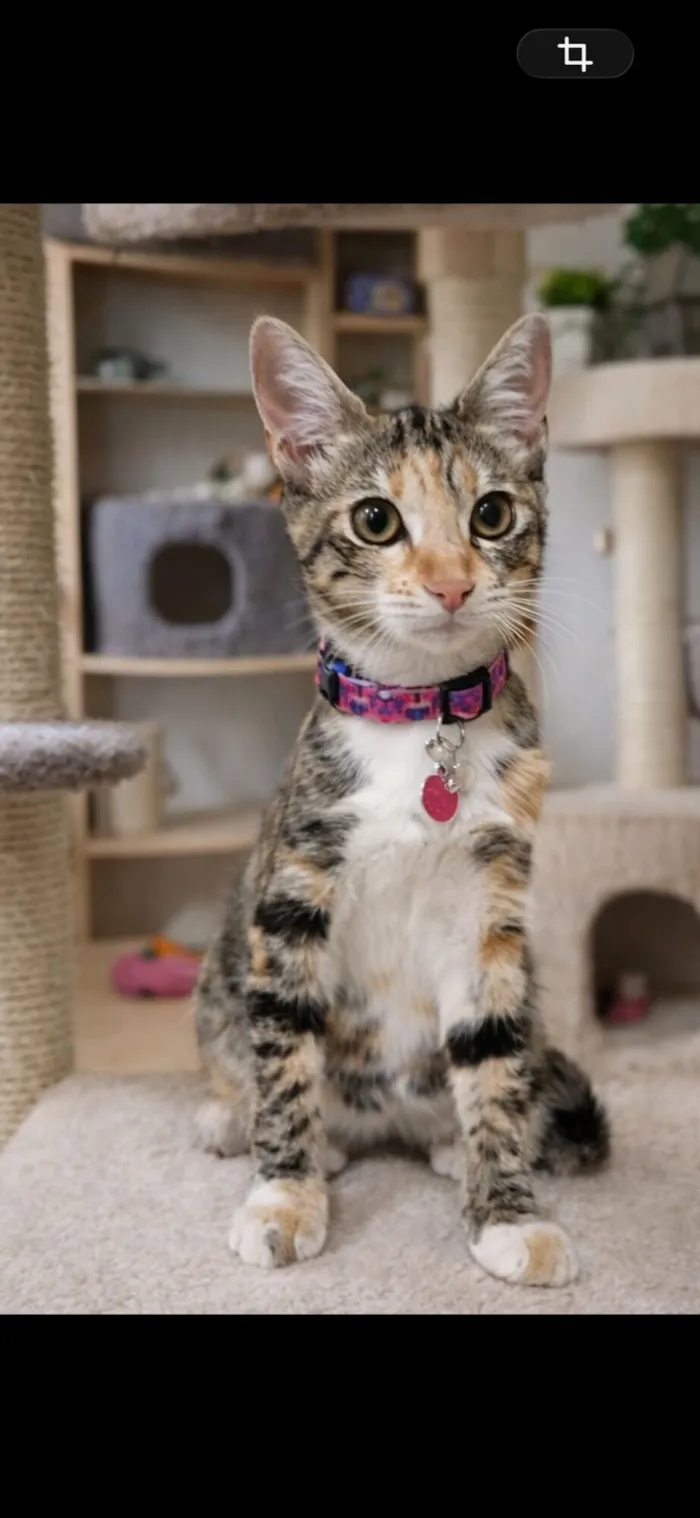 Gato raça SRD-ViraLata idade 2 a 6 meses nome Cats lindas 