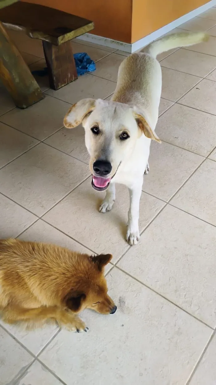 Cachorro raça Pastor Alemão idade 1 ano nome Rosilene da silva santana