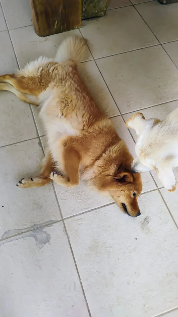 Cachorro raça Chow Chow idade 4 anos nome Rosilene da silva santana