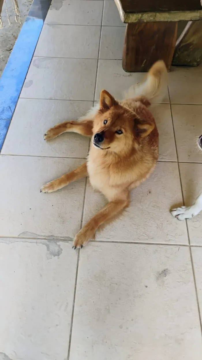Cachorro raça Chow Chow idade 4 anos nome Rosilene da silva santana