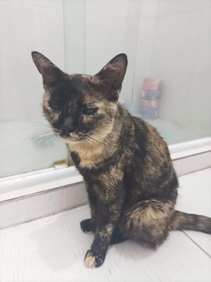 Gato raça SRD-ViraLata idade 1 ano nome Chuvisca