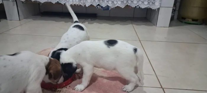 Cachorro raça SRD-ViraLata idade Abaixo de 2 meses nome filhotes