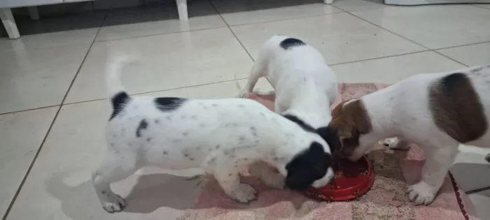 Cachorro raça SRD-ViraLata idade Abaixo de 2 meses nome filhotes