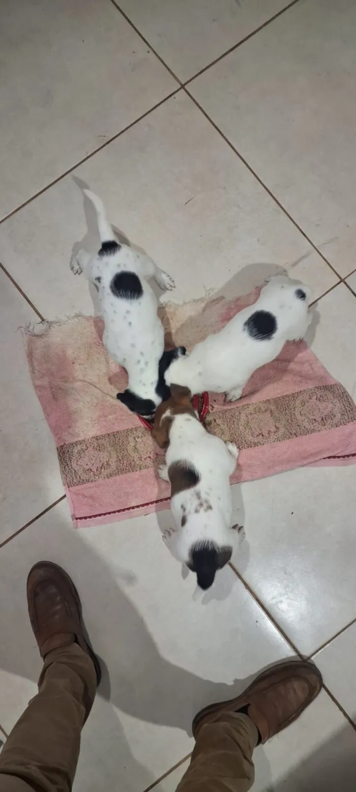 Cachorro raça SRD-ViraLata idade Abaixo de 2 meses nome filhotes