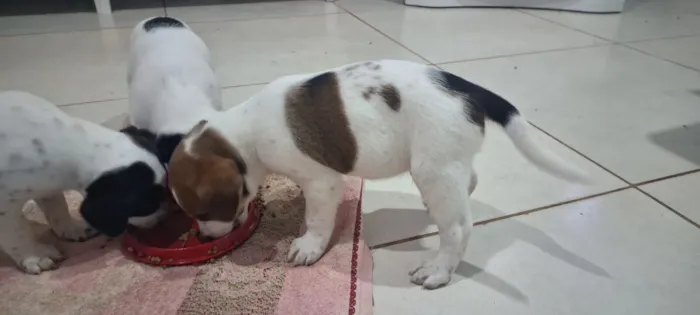 Cachorro raça SRD-ViraLata idade Abaixo de 2 meses nome filhotes