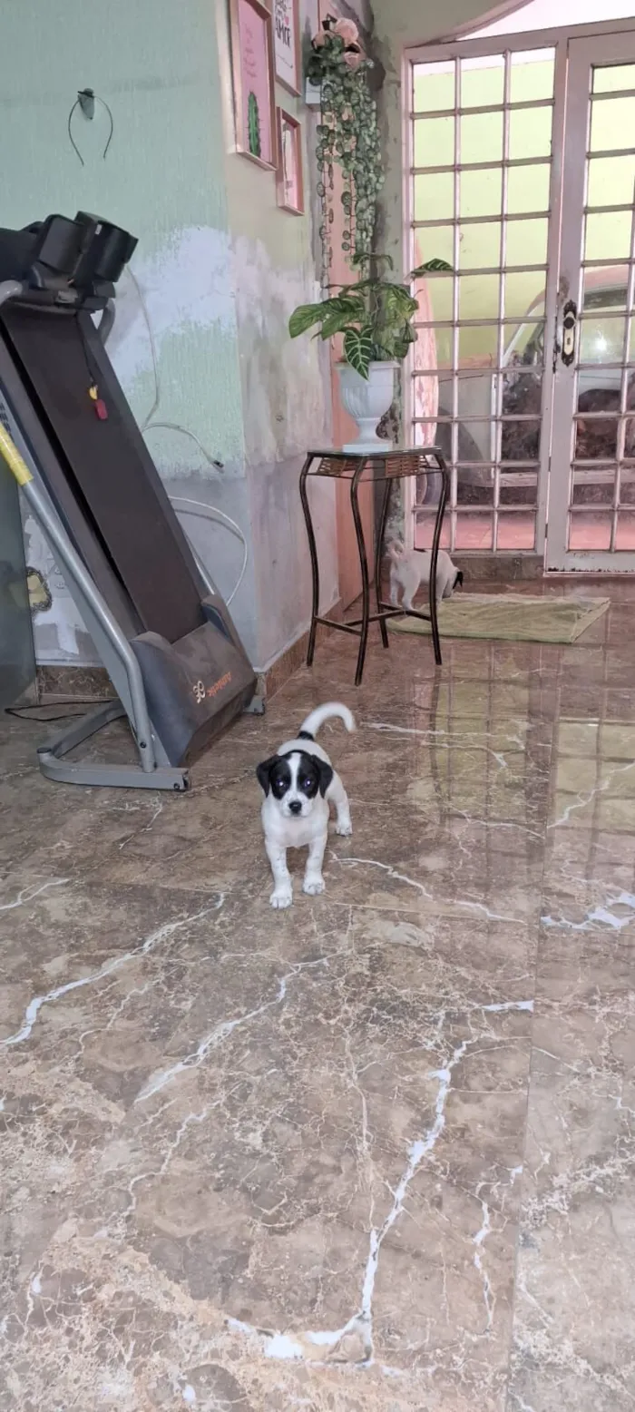 Cachorro raça SRD-ViraLata idade Abaixo de 2 meses nome filhotes