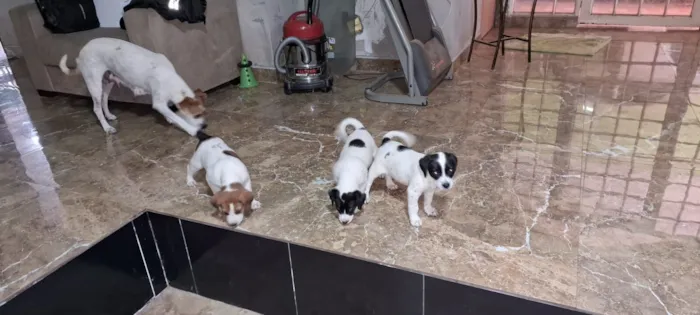 Cachorro raça SRD-ViraLata idade Abaixo de 2 meses nome filhotes