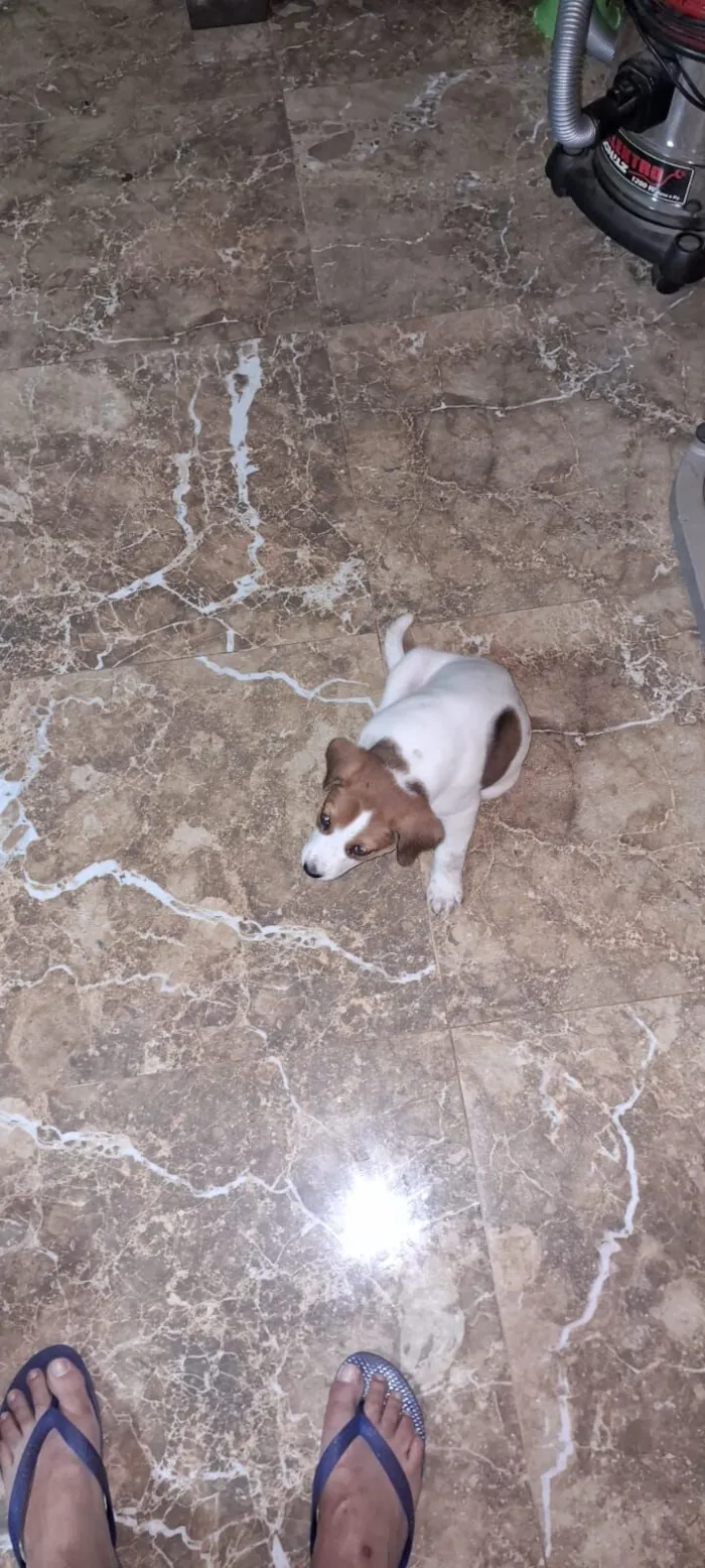 Cachorro raça SRD-ViraLata idade Abaixo de 2 meses nome filhotes