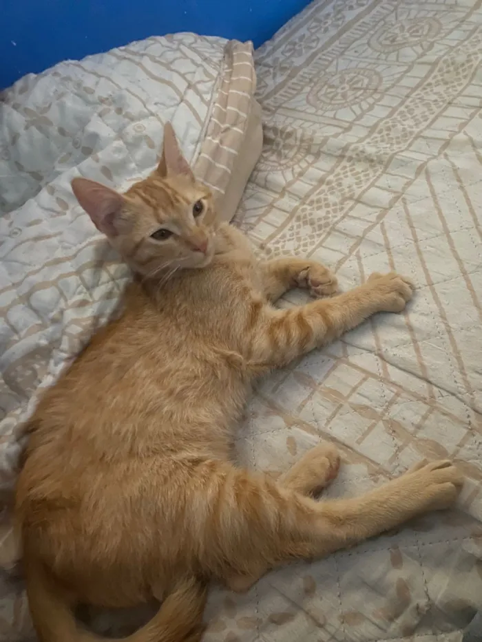 Gato raça SRD-ViraLata idade 2 a 6 meses nome Thor