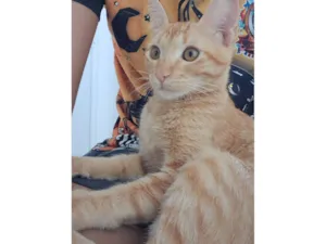Gato raça SRD-ViraLata idade 2 a 6 meses nome Thor