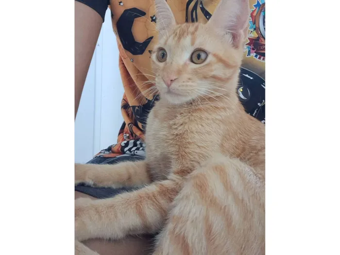 Gato raça SRD-ViraLata idade 2 a 6 meses nome Thor