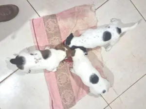 Cachorro raça SRD-ViraLata idade Abaixo de 2 meses nome filhotes