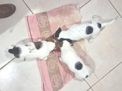 Cachorro raça SRD-ViraLata idade Abaixo de 2 meses nome filhotes