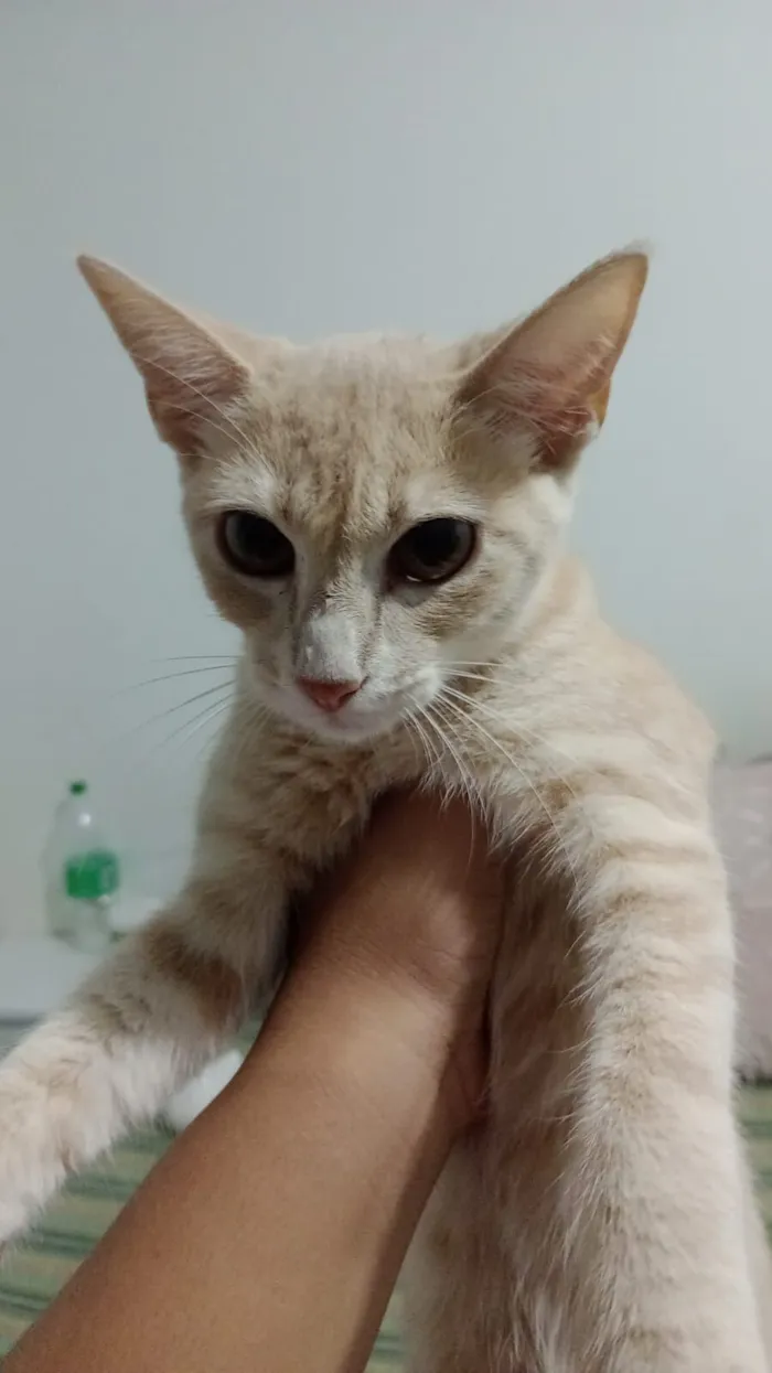 Gatinhas pra adoção