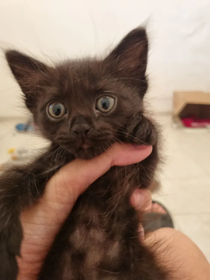 Gato raça SRD-ViraLata idade Abaixo de 2 meses nome Sol e Lua