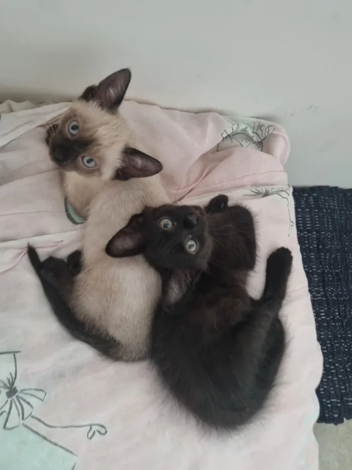 Gato raça SRD-ViraLata idade Abaixo de 2 meses nome Sol e Lua