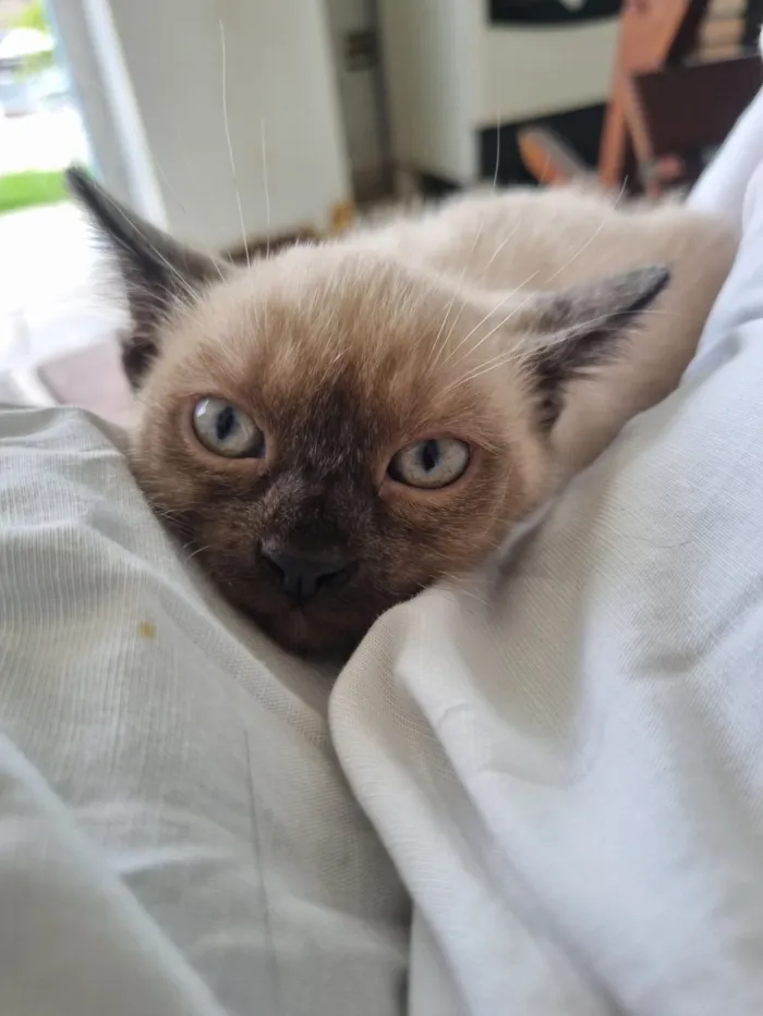 Gato raça SRD-ViraLata idade Abaixo de 2 meses nome Sol e Lua