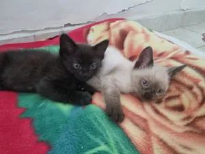 Gato raça SRD-ViraLata idade Abaixo de 2 meses nome Sol e Lua