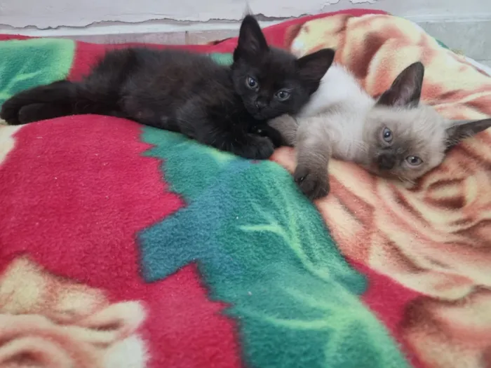 Gato raça SRD-ViraLata idade Abaixo de 2 meses nome Sol e Lua