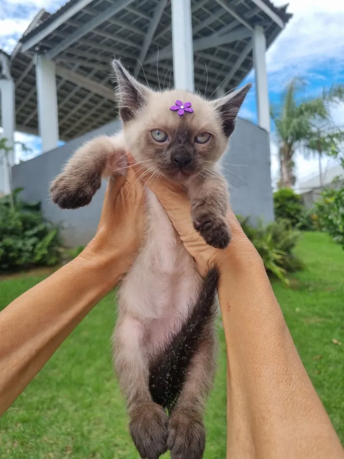 Gato raça SRD-ViraLata idade Abaixo de 2 meses nome Sol e Lua