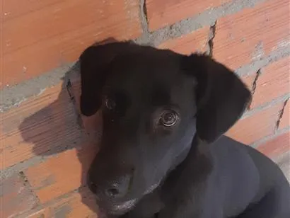 Cachorro raça Labrador idade 7 a 11 meses nome Theo
