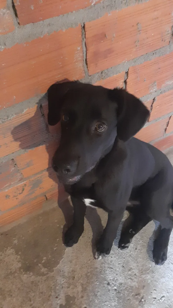 Cachorro raça Labrador idade 7 a 11 meses nome Theo
