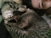 Gato raça SRD-ViraLata idade 2 a 6 meses nome Gatos