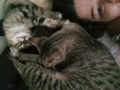 Gato raça SRD-ViraLata idade 2 a 6 meses nome Gatos