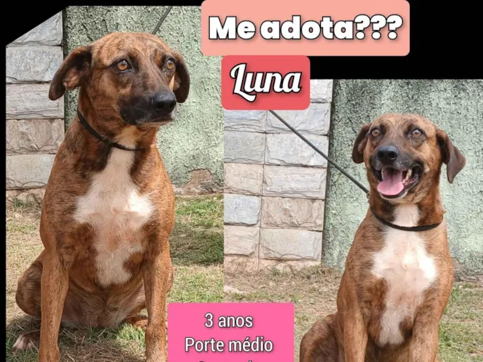 Cachorro raça SRD-ViraLata idade 3 anos nome Luna 