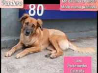 Cachorro raça SRD-ViraLata idade 1 ano nome Pandora