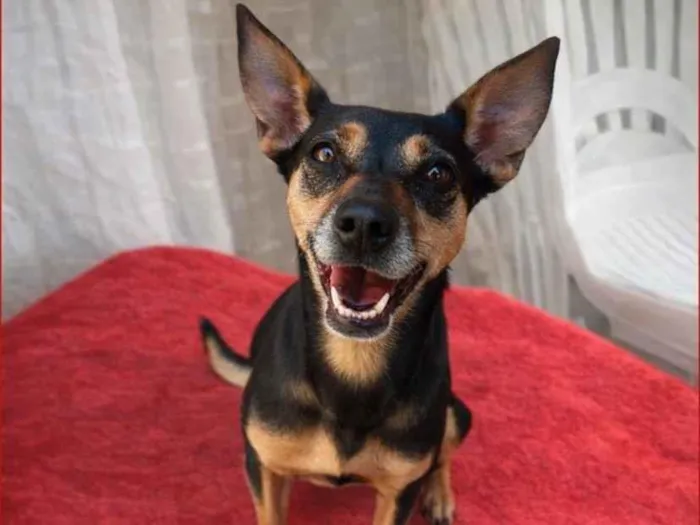 Cachorro raça SRD-ViraLata idade Abaixo de 2 meses nome Binha