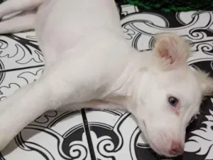 Cachorro raça SRD-ViraLata idade 2 a 6 meses nome Pipocaa