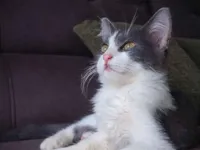 Gato raça SRD-ViraLata idade Abaixo de 2 meses nome Gato