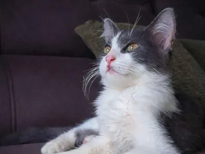 Gato raça SRD-ViraLata idade Abaixo de 2 meses nome Gato