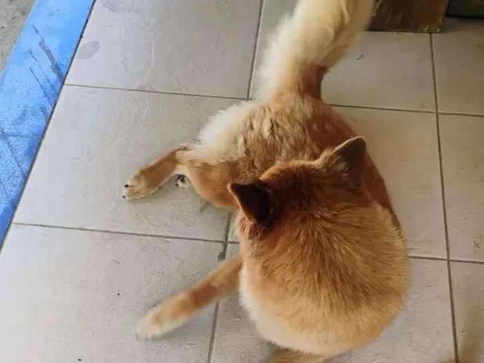 Gato raça SRD-ViraLata idade 4 anos nome Rosilene da silva santana