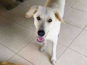 Cachorro raça Pastor Alemão idade 1 ano nome Rosilene da silva santana
