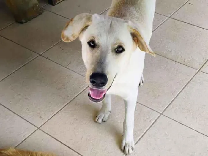 Cachorro raça Pastor Alemão idade 1 ano nome Rosilene da silva santana