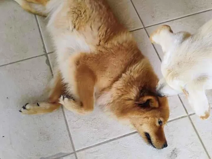 Cachorro raça Chow Chow idade 4 anos nome Rosilene da silva santana