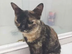 Gato raça SRD-ViraLata idade 1 ano nome Chuvisca