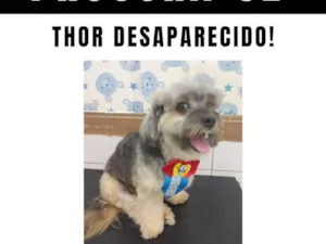 Cachorro raça Yorkshire idade 6 ou mais anos nome Thor 