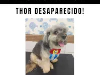 Cachorro raça Yorkshire idade 6 ou mais anos nome Thor 
