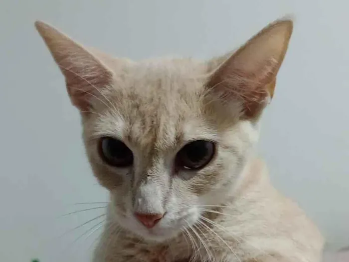Gato raça SRD-ViraLata idade 2 a 6 meses nome Gatinhas pra adoção 