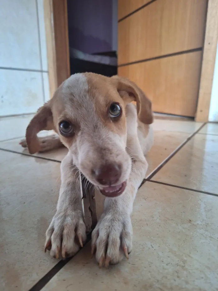 Cachorro raça SRD-ViraLata idade Abaixo de 2 meses nome Não possui
