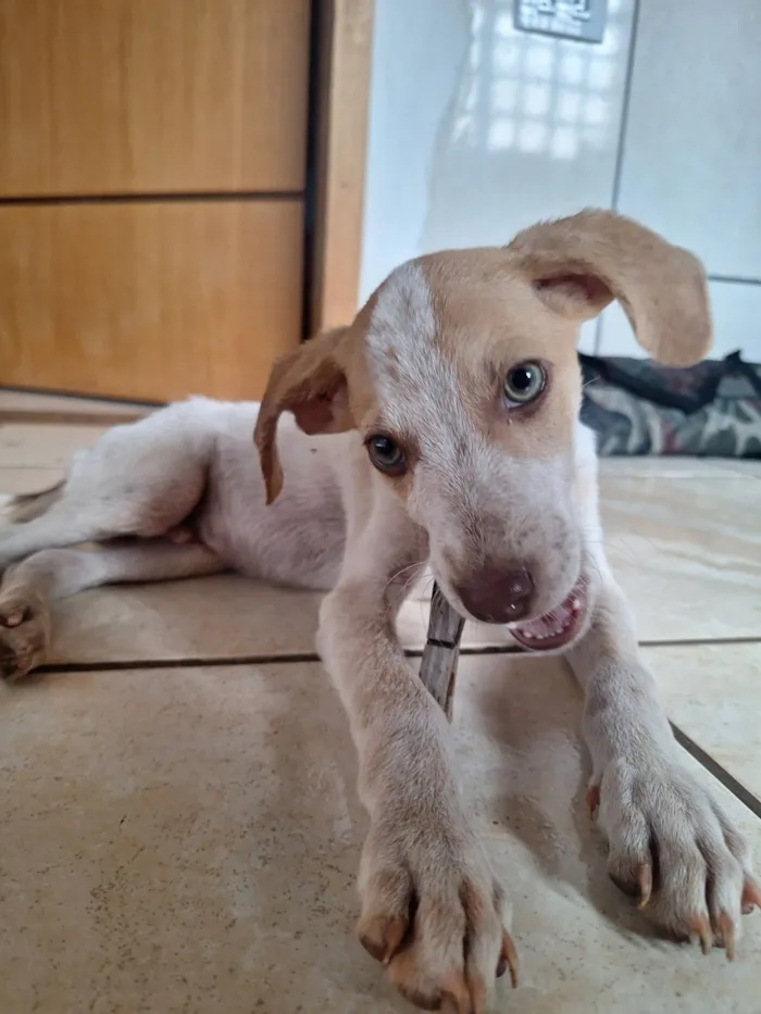 Cachorro raça SRD-ViraLata idade Abaixo de 2 meses nome Não possui