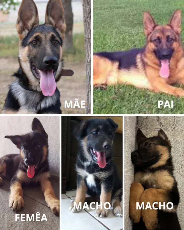 Cachorro raça Pastor Alemão idade Abaixo de 2 meses nome JADER MARIA DE OLIVEIRA