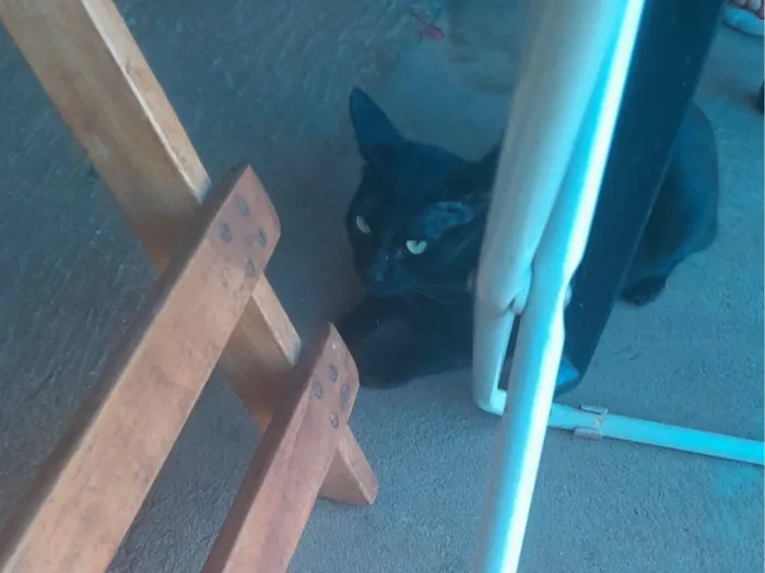 Gato raça SRD-ViraLata idade 2 anos nome Jade