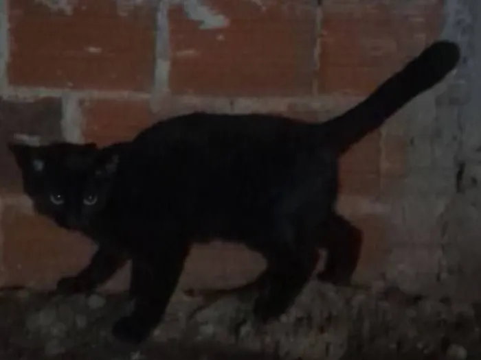 Gato raça SRD-ViraLata idade 2 anos nome Jade